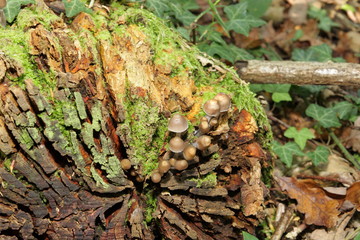 Mycène champignons, Mycena