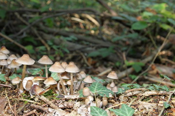 Mycène champignons, Mycena