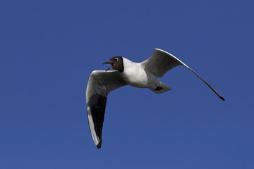 Black-headed gull (Chroicocephalus ridibundus)