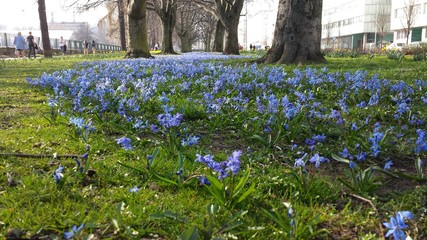 Avenue of blue flowers