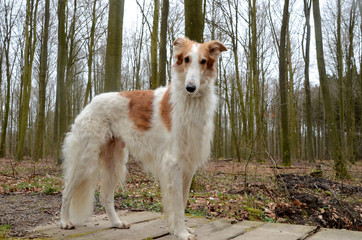 Noble borzoi dog stands on a decayed wooden bridge.