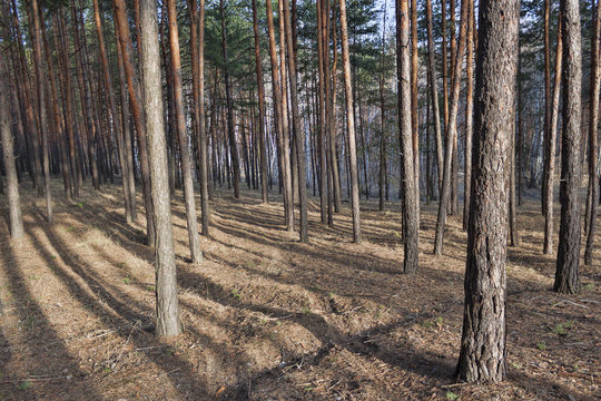 Pine forest in the evening illumination