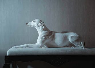 White whippet dog lies on the white sofa on gray background - obrazy, fototapety, plakaty