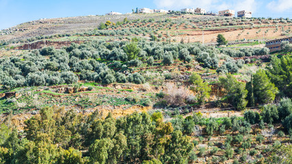 Fototapeta na wymiar village and terraced gardens on hill in Jordan