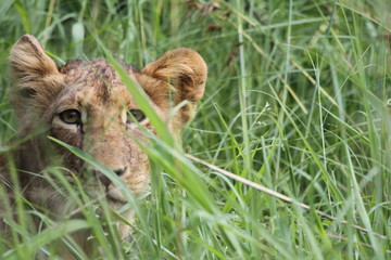 Lionceau se cachant dans les fourrés