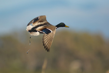 germano reale (Anas platyrhynchos) in volo