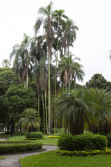 Jardim da Luz tropical public park in Sao Paulo, Brazil