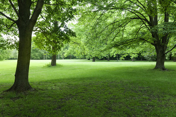 Fototapeta na wymiar Vivid green color trees and lawn at park