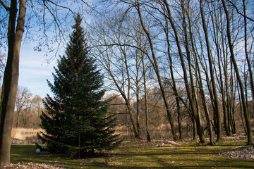 Tannenbaum Nadelbau im Wald