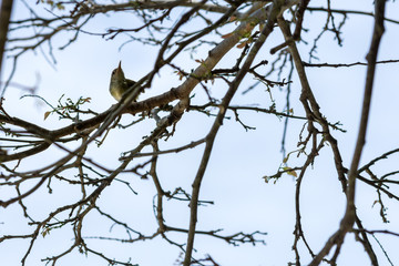 Young bird perched on a branch of a bare tree.