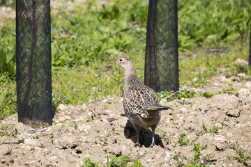 Perdrix grise dans les vignes