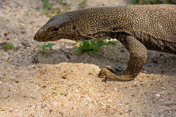 Timor Tree Monitor Lizard casually walking on a sandy surface.