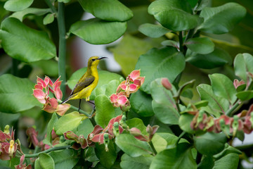 Spider hunter bird perched in a plant with pretty pink flowers.