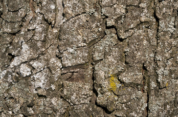 Color tree bark texture.