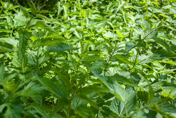 Many bushes of fresh green nettle in spring