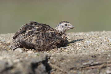 Quail 04