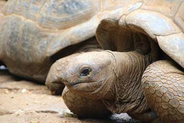 Aldabra Giant Tortoise (Dipsochelys gigantea) / The reptile is the last surviving giant tortoise species, which once inhabited some islands of the Indian Ocean.