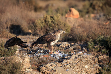 The Bonelli's eagle (Aquila fasciata) on a rock with prey