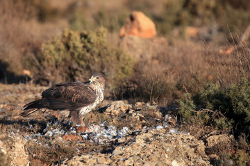 The Bonelli's eagle (Aquila fasciata) on a rock with prey