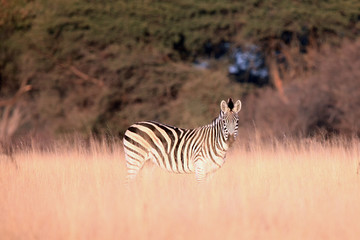 The plains zebra (Equus quagga, formerly Equus burchellii) in high yellow grass in the morning light