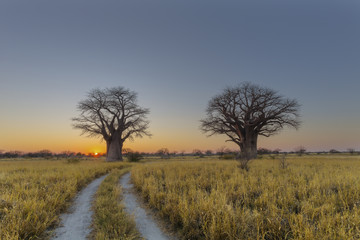 Fototapeta na wymiar Sunrise at the baobab trees