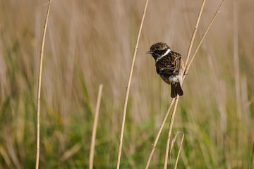 saltimpalo (Saxicola torquatus) su cannuccia di palude