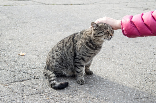 Female hand closeup petting homeless cat