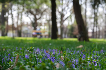 Blue Flowers in the park with bokeh background