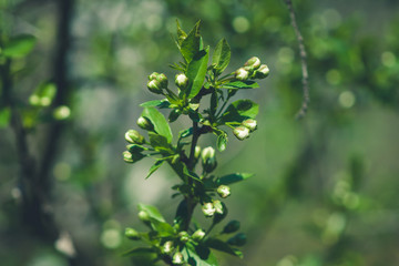 Blossoming tree with little flowers