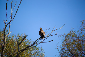 White-tailed eagle on a tree branch. Astrakhan region. Russia.