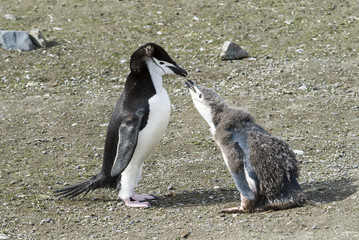 Chinstrap penguin feeding chick
