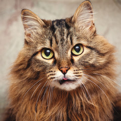 Funny, fluffy gray cat with tongue hanging out