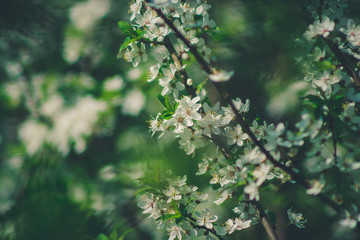 Cherry blossom close up