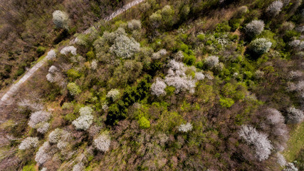 Aerial view of forest with wild cherries waking into spring.