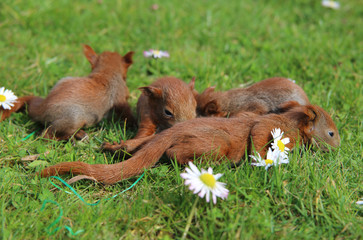 Naklejka premium junge Eichhörnchen im Frühling
