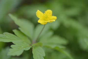 Gelbes Windröschen (Anemone ranunculoides)
