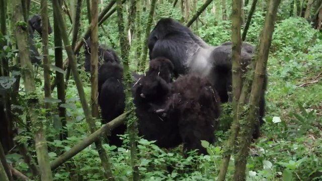 Baby gorilla with female and silverback
