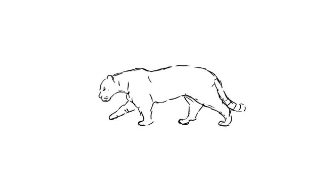 Walking feline, hand drawn loop animation