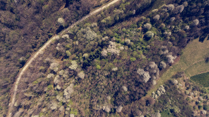 Aerial view of forest with wild cherries waking into spring.