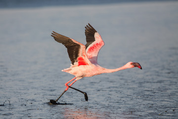 Lesser flamingo taking flight (Phoeniconaias minor), Walvis bay, Namibia © lnichetti