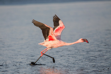 Naklejka premium Lesser flamingo taking flight (Phoeniconaias minor), Walvis bay, Namibia
