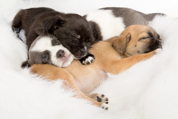 Sleeping Puppies