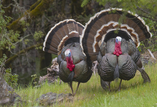 Wild Turkeys