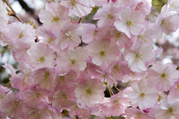 rosa Kirschblüten