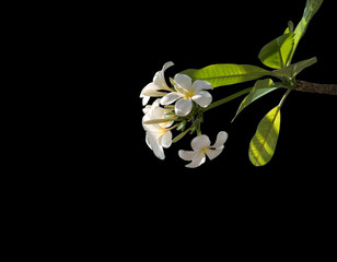 white frangipani flowers, plumeria flower