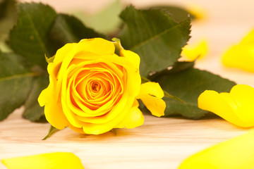 gelbe Rose auf einem Holzhintergrund
