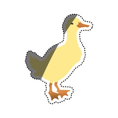 Duck farm animal vector illustration graphic design