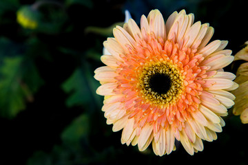 Beautiful  flower in garden