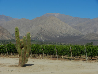 Vineyard and cactus in arid valley