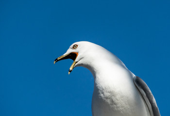 seagull